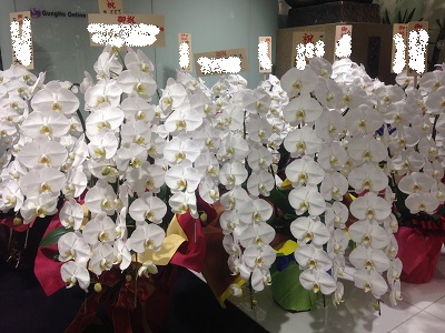 �J�@�j���̉�